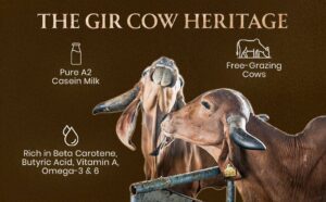 a2 gir cow ghee made with bilona method